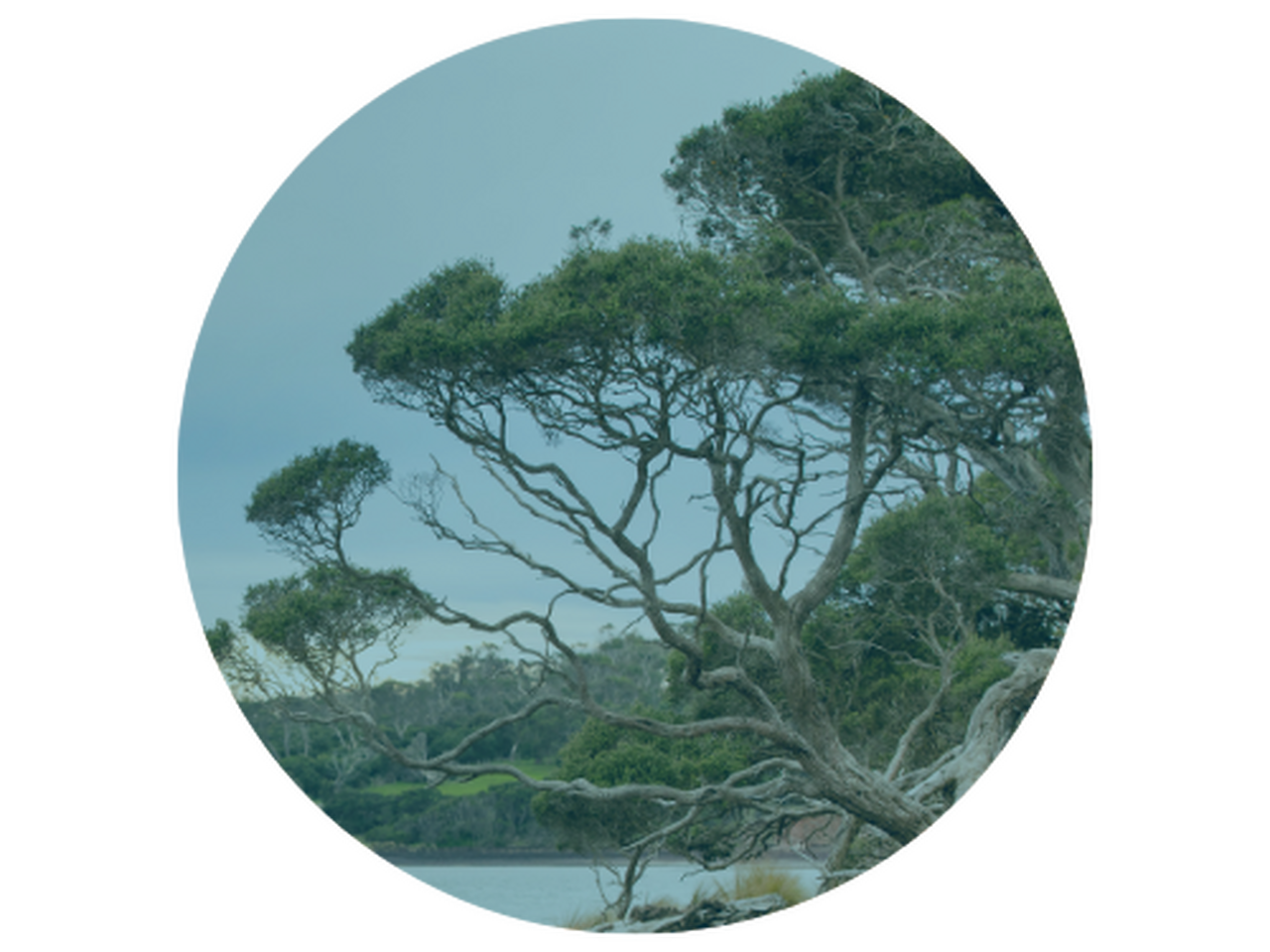Curated visual reference: Gallery Detail: Urban Forest Strategy